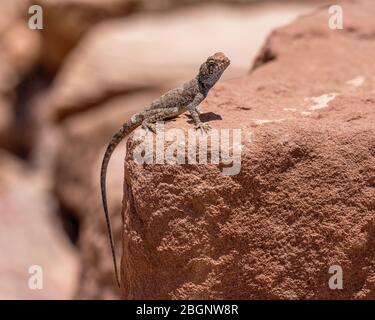 Jordanien, Petra, EIN männlicher Sinai Agama, Pseudotrapelus sinaitus, aalen auf einem Felsen in der Petra Archeological Park , ein UNESCO-Weltkulturerbe in der Stockfoto