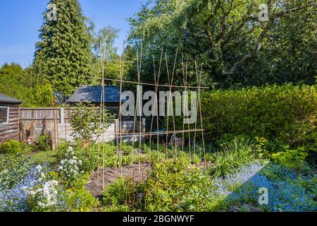 Selbstgemachtes Bambusrohr A-Rahmen-Ridge Unterstützung für Kletterpflanzen wie Runner Bohnen oder süße Erbsen, in einem Garten in Surrey, Südostengland Stockfoto