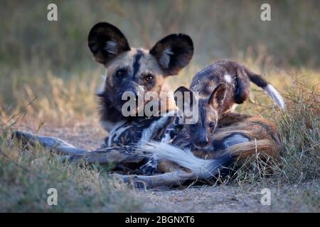 Afrikanische Wildhunde - Lycaon pictus - ein Welpe spielt mit einem Erwachsenen aus dem Rudel. Afrika, Botswana, Okavangodelta. Wildtiere Stockfoto