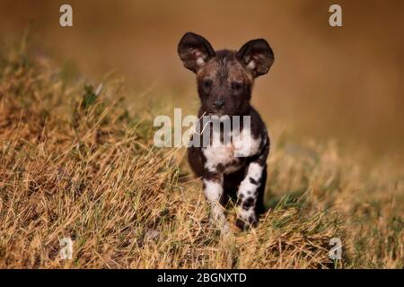 Afrikanische Wildhunde - Lycaon pictus - ein kleiner Welpe spielt im Gras, Afrika, Botswana, Okavangodelta. Wildtiere Stockfoto