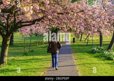 Auf einem asphaltierten Fußweg, umgeben von rosa Kirschblütenbäumen, Stray rein, Harrogate, North Yorkshire, England, VEREINIGTES KÖNIGREICH. Stockfoto