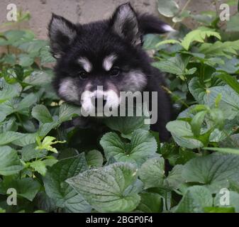 Wirklich süß alusky Welpe Hund versteckt in einem grünen Garten. Stockfoto