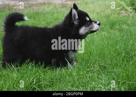 Seitenansicht eines flauschigen alusky Welpe Hund. Stockfoto