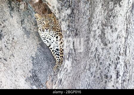 Ein Leopard oben in einem Baum konzentriert sich auf einige Beute in einer Entfernung, Okavango Delta - Botswana. Stockfoto