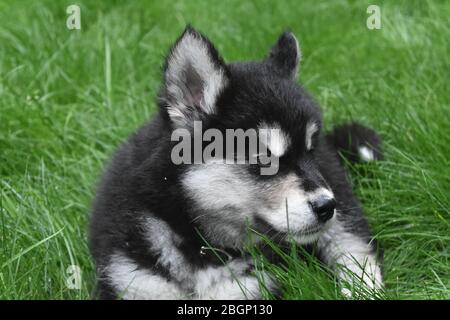 Alusky Welpen ruht, während die Festlegung im Gras. Stockfoto