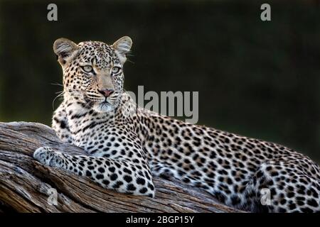 Eine schöne Leopardenweibchen ruht, sehr entspannt auf einem großen Ast, Nahaufnahme, Okangao Delta - Botswana. Stockfoto