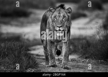 Junger Löwe, Porträt in schwarz-weiß aus Botswana, Okavango Delta Stockfoto