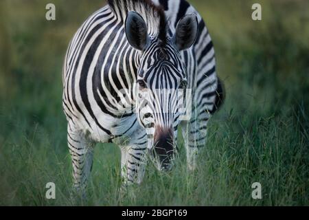 Zebra füttert in grünem und höherem Gras, Okavango Delta - Botswana. Stockfoto
