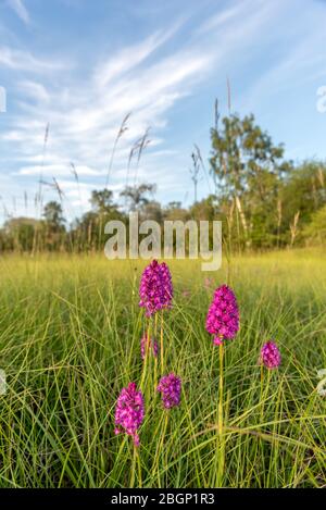 Pyramidenorchidee wilde Orchidee Makro, Frankreich Stockfoto