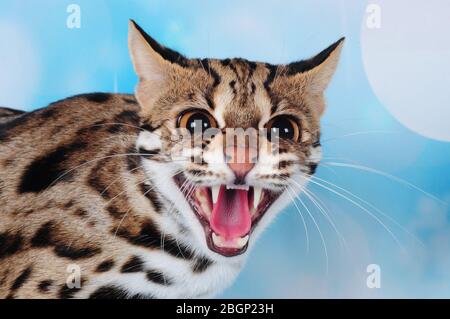 asiatische Leopardenkatze im blauen Hintergrund Stockfoto