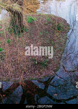 Kleine Fläche mit Trauerweide Baum und Gras ist von Wasser umgeben. Schöne Reflexion von Ästen und blauen Himmel auf der Wasseroberfläche. Stockfoto