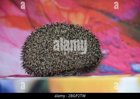 Heimischer Igel auf Hintergrundnase im Garten Herbst und Frühling Stockfoto