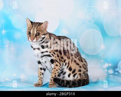 asiatische Leopardenkatze im blauen Hintergrund Stockfoto