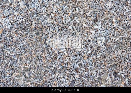 Kleine Muscheln Hintergrund viel Natur Stockfoto