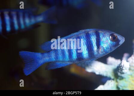 Junger blauer Delfin-Buntbarsch, Cyrtocara moorii Stockfoto