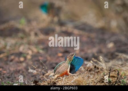 Das Bild von Fächereidechse (Sitana ponticeriana) im felsigen Lebensraum in Satara, Maharashtra, Indien, asien. Stockfoto