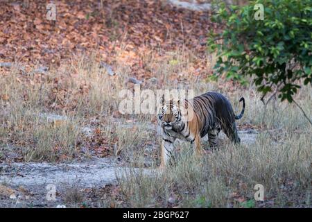 Das Bild des männlichen bengalischen Tigers (Panthera tigris) im Bandavgrah Nationalpark, Indien, Asien Stockfoto