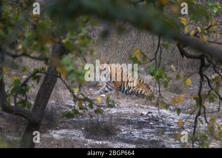 Das Bild des Bengalen Tigers (Panthera tigris) im Bandavgrah Nationalpark, Indien, Asien Stockfoto