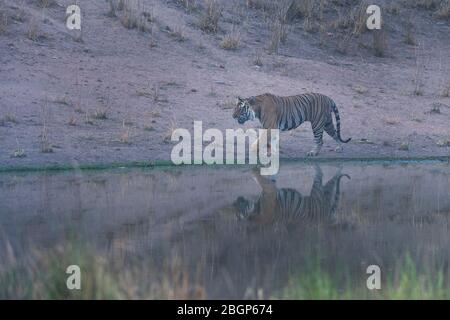 Das Bild des Bengalen Tigers (Panthera tigris) im Bandavgrah Nationalpark, Indien, Asien Stockfoto