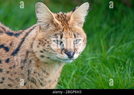 SERVAL, Felis Serval, Afrika Stockfoto