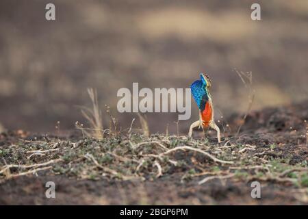 Das Bild von Fächereidechse (Sitana ponticeriana) im felsigen Lebensraum in Satara, Maharashtra, Indien, asien. Stockfoto