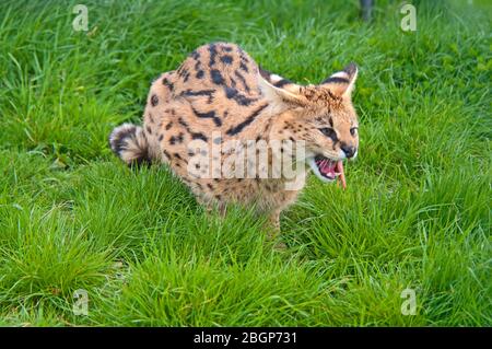 SERVAL, Felis Serval, Afrika Stockfoto