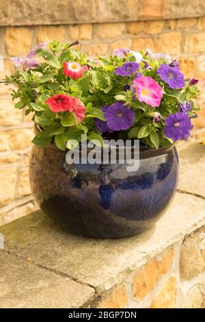 Blauer Keramik-Gartentopf aus Petunias Stockfoto