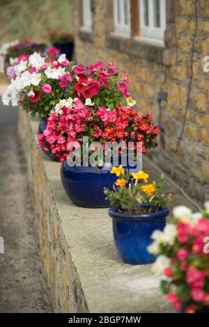 Farbige Keramikbecher von Begonias, Tages und Petunias an einer Gartenwand; Stockfoto