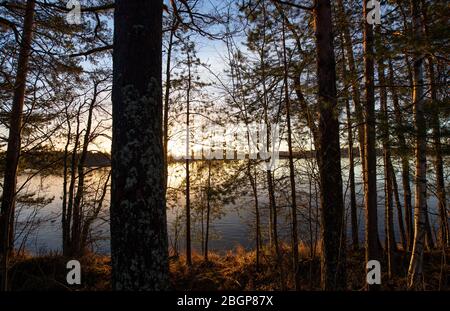 Baum Silhouetten am Seeufer am Abend, Finnland Stockfoto