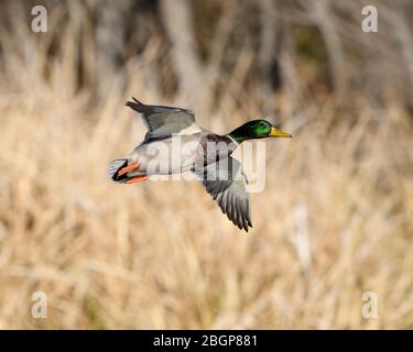 Mallard Drake (Anas platyrhynchos) im Flug, Texas Stockfoto