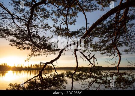 Silhouette eines Kiefernzweiges bei Sonnenuntergang , Finnland Stockfoto