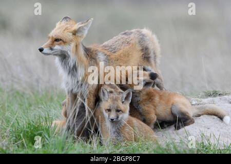 Stillende Red Fox (Vulpes Vulpes) Kits, Montana USA Stockfoto