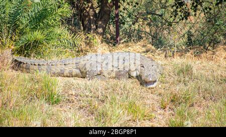 Indisches Mugger-Krokodil oder indisches Marsch-Krokodil, das sich in der Sonne sonnt Stockfoto