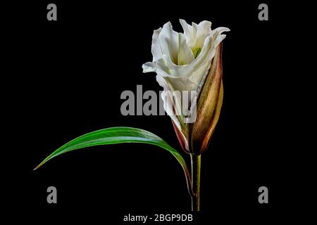 Die Asiatische Lilie (Lilium Auratum). Gerade erst im Knospen. Stockfoto