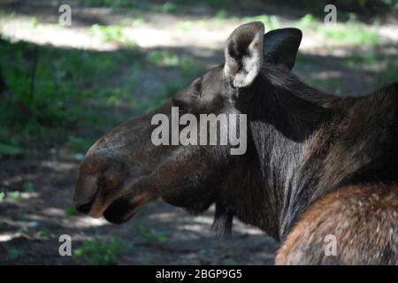 Wilder Blick auf eine Erwachsene Elchweibchen in einer Lichtung. Stockfoto