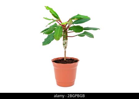 Grüne Pflanze in braunen Topf als Dekoration von flachen isoliert auf weißem Hintergrund Stockfoto