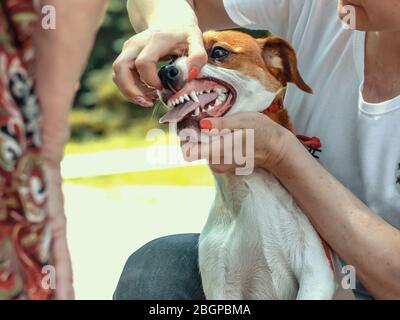 Hundeführer zeigt einem Experten die Zähne eines Jack Russell Terrier Stockfoto