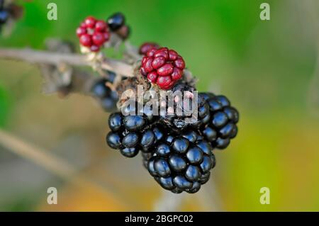 Die Brombeeren auf dem Ast reifen bereit, im Herbst zu pflücken Stockfoto