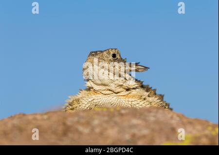 Regal Horned Lizard (Phrynosoma solare), Arizona, USA, von Dominique Braud/Dembinsky Photo Assoc Stockfoto