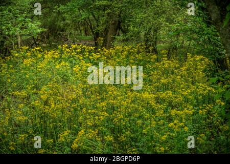 Üppig hohe gelb blühende Schmetterlinge wachsen im ganzen Wald zusammen an einem sonnigen Tag im Frühling Nahaufnahme Stockfoto