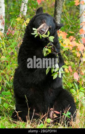 Schwarzer Bär (Ursus americanus), der Zweige und Blätter isst, E Nordamerika, von Dominique Braud/Dembinsky Photo Assoc Stockfoto