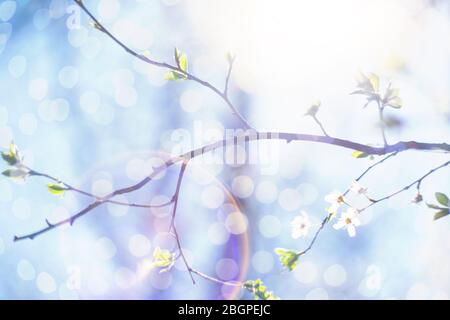 Hintergrund blühender Kirschzweige im Sonnenlicht. Stockfoto