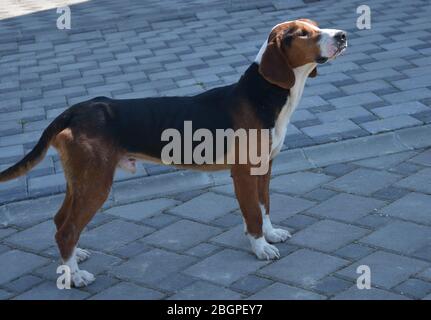 Die serbische Dreifarben Jagd Hund an der Leine Stockfoto