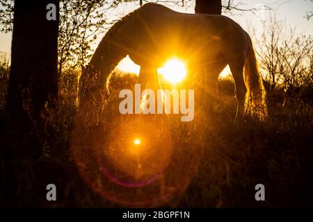 Weißes Pferd grast Gras auf einem Sonnenuntergang Hintergrund in der Wiese. Stockfoto