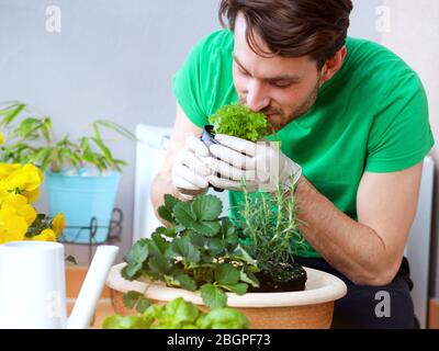 Junger Mann, der an einem schönen Frühlingstag Kräuter, Pflanzen, Blumen auf einem Balkon in einem großen Topf mit Keramen pflanzt. Stockfoto