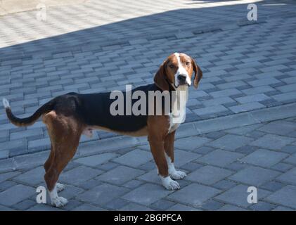 Die serbische Dreifarben Jagd Hund an der Leine Stockfoto