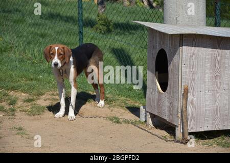 Die serbische Dreifarben Jagd Hund an der Leine Stockfoto