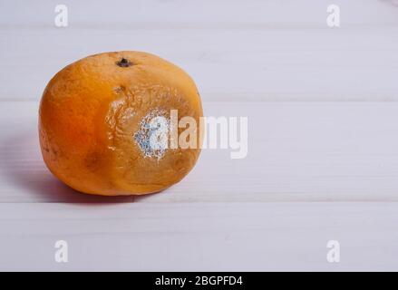 Verdorbene Mandarine mit Schimmel auf weißem Holzhintergrund. Verfaulte Früchte. Stockfoto