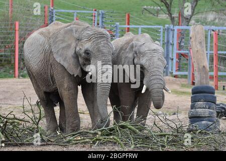 Zwei Elefanten auf der Arche Noah Zoo Farm, etwas außerhalb von Bristol Stockfoto