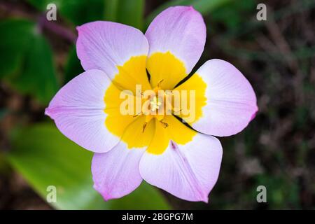 Candia Tulpe 'Lilac Wonder' (Tulipa saxatilis 'Lilac Wonder') Stockfoto